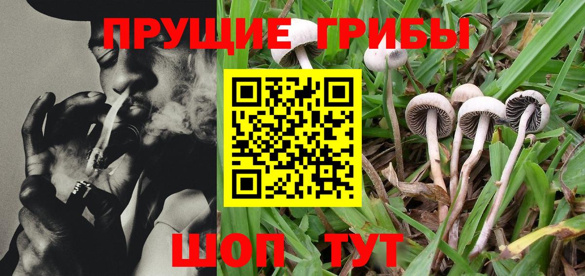 Галлюциногенные грибы Psilocybe Симферополь